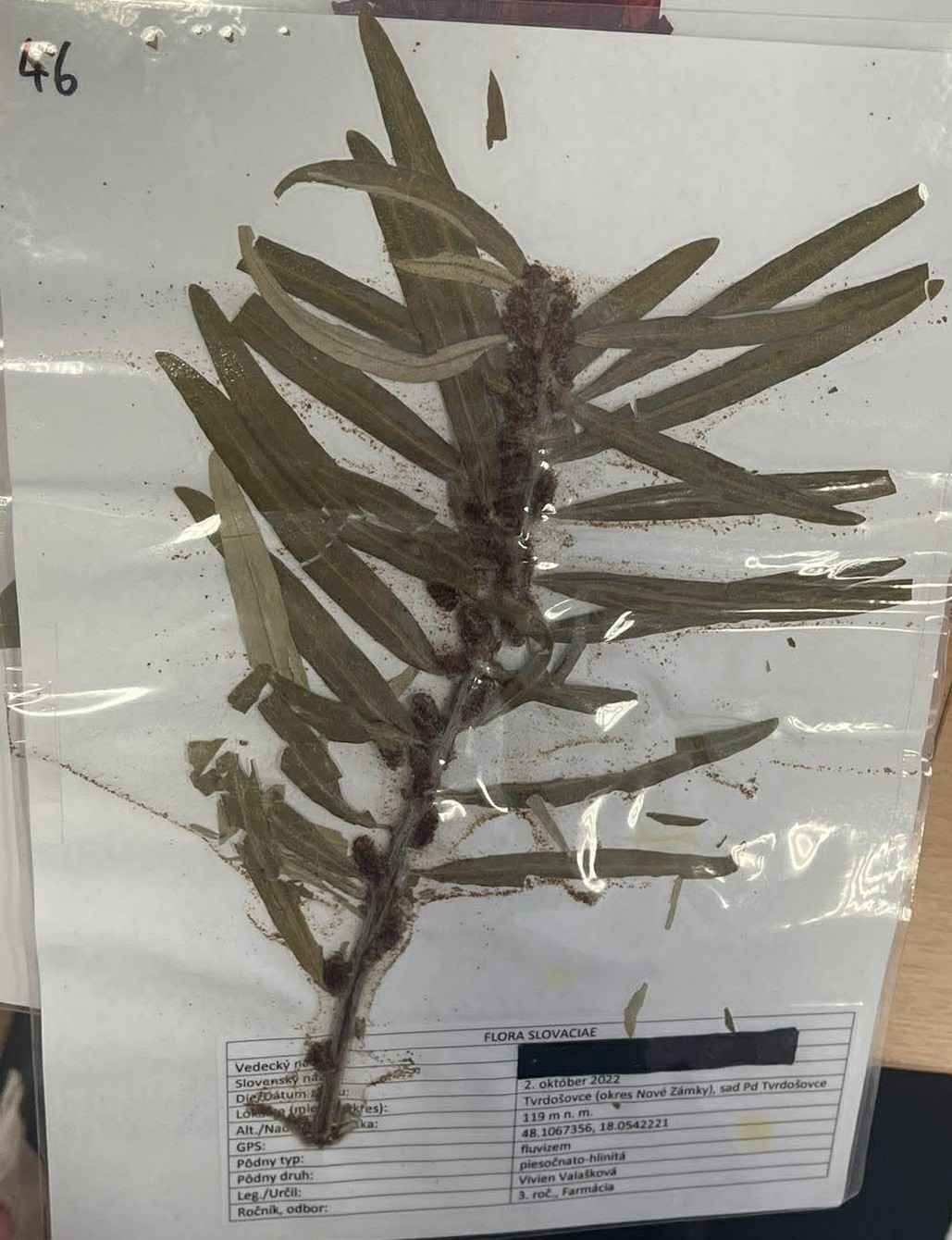 Rastlina Hippophae rhamnoides